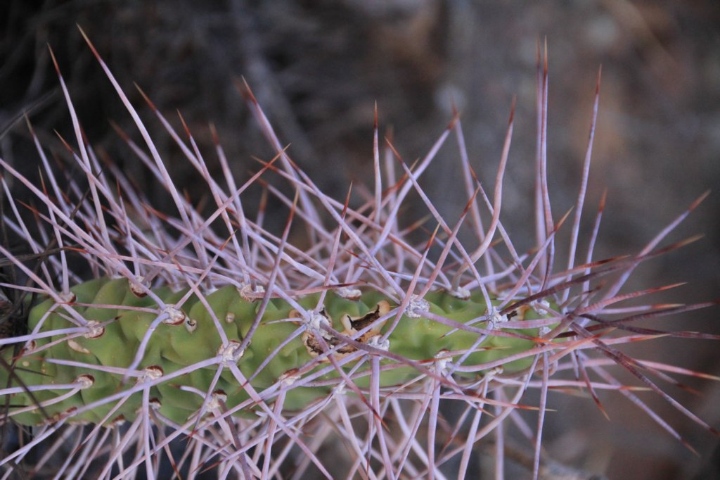 Cafayate08