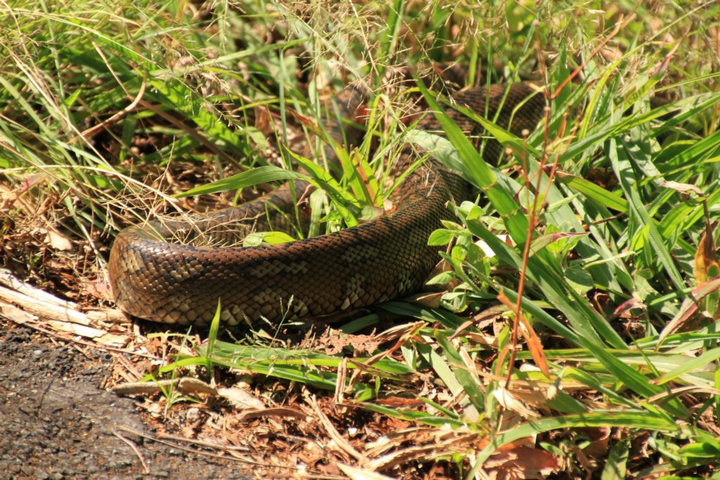 16Queensland