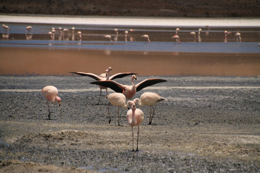 Uyuni022.1