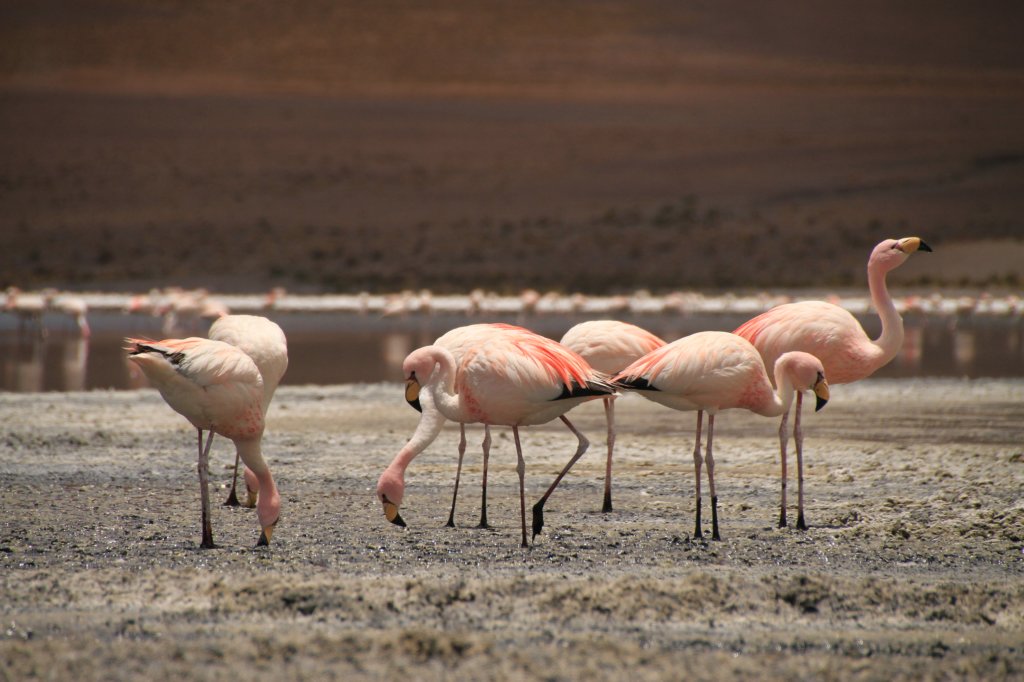 Uyuni22