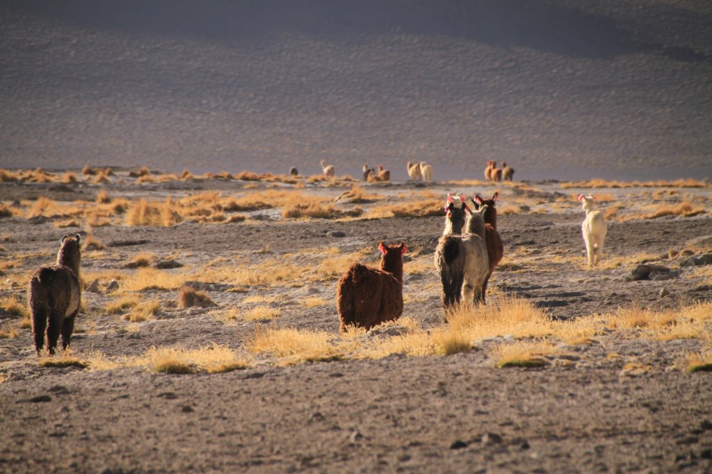 Uyuni39