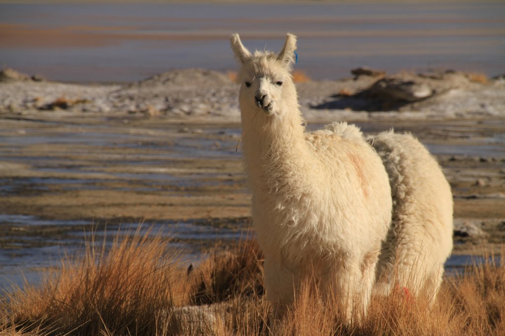 Uyuni40