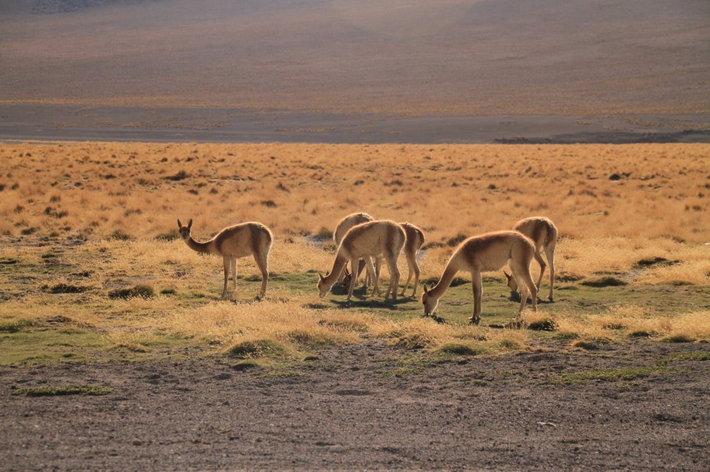 Uyuni42