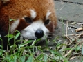 03_chengdu017