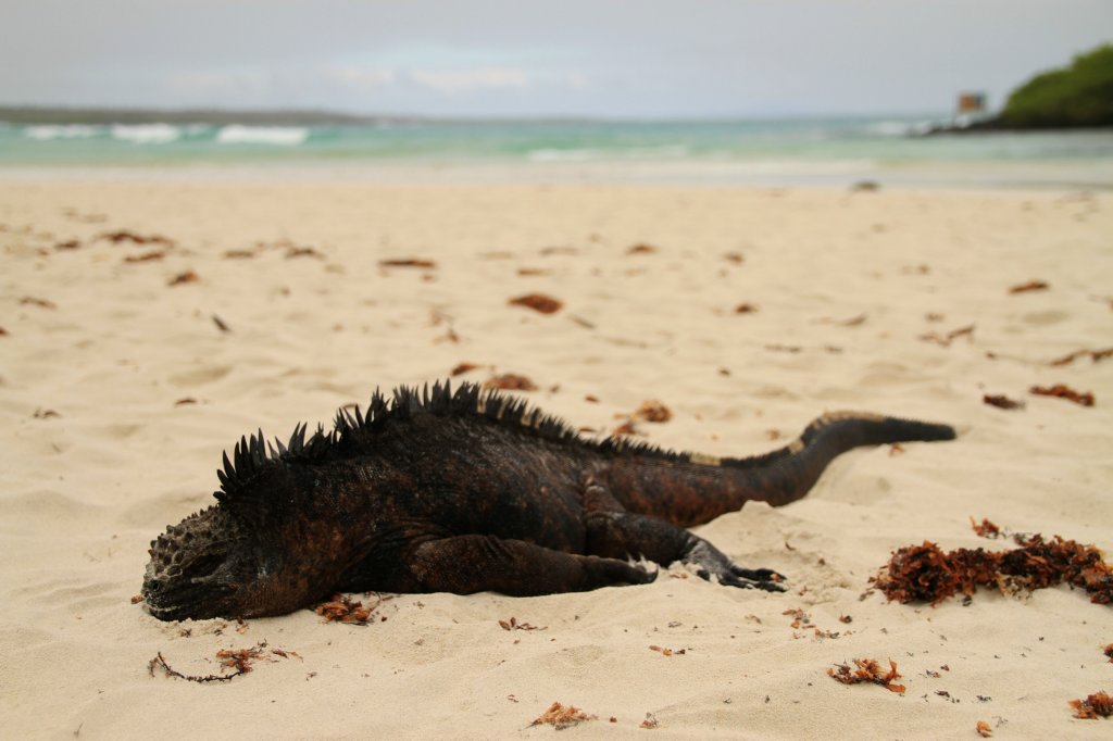 galapagos01