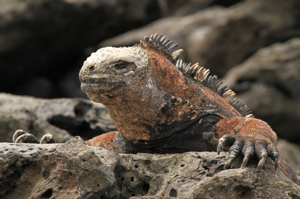 galapagos08