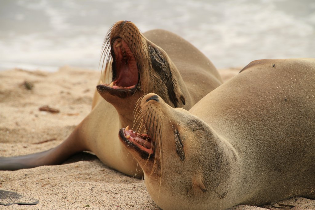 galapagos11