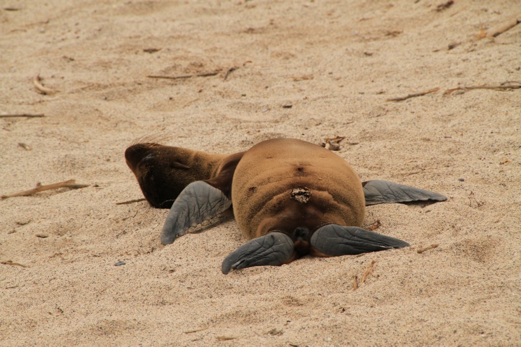 galapagos13