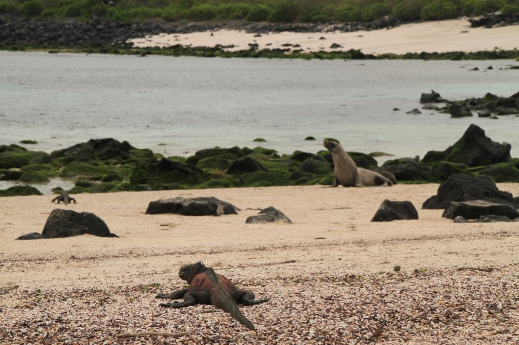 galapagos23