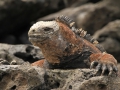 galapagos08