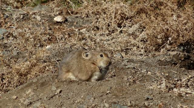 gobi - dsc01219