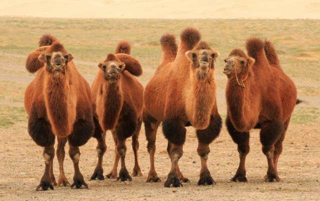 gobi - kamel