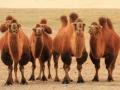 gobi - kamel